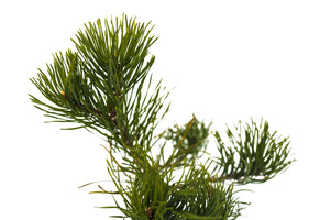 Mugo Pine | Medium Tree Seedling | The Jonsteen Company
