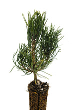 Load image into Gallery viewer, Mugo Pine | Small Tree Seedling | The Jonsteen Company