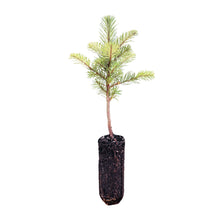 Load image into Gallery viewer, Noble Fir | Medium Tree Seedling