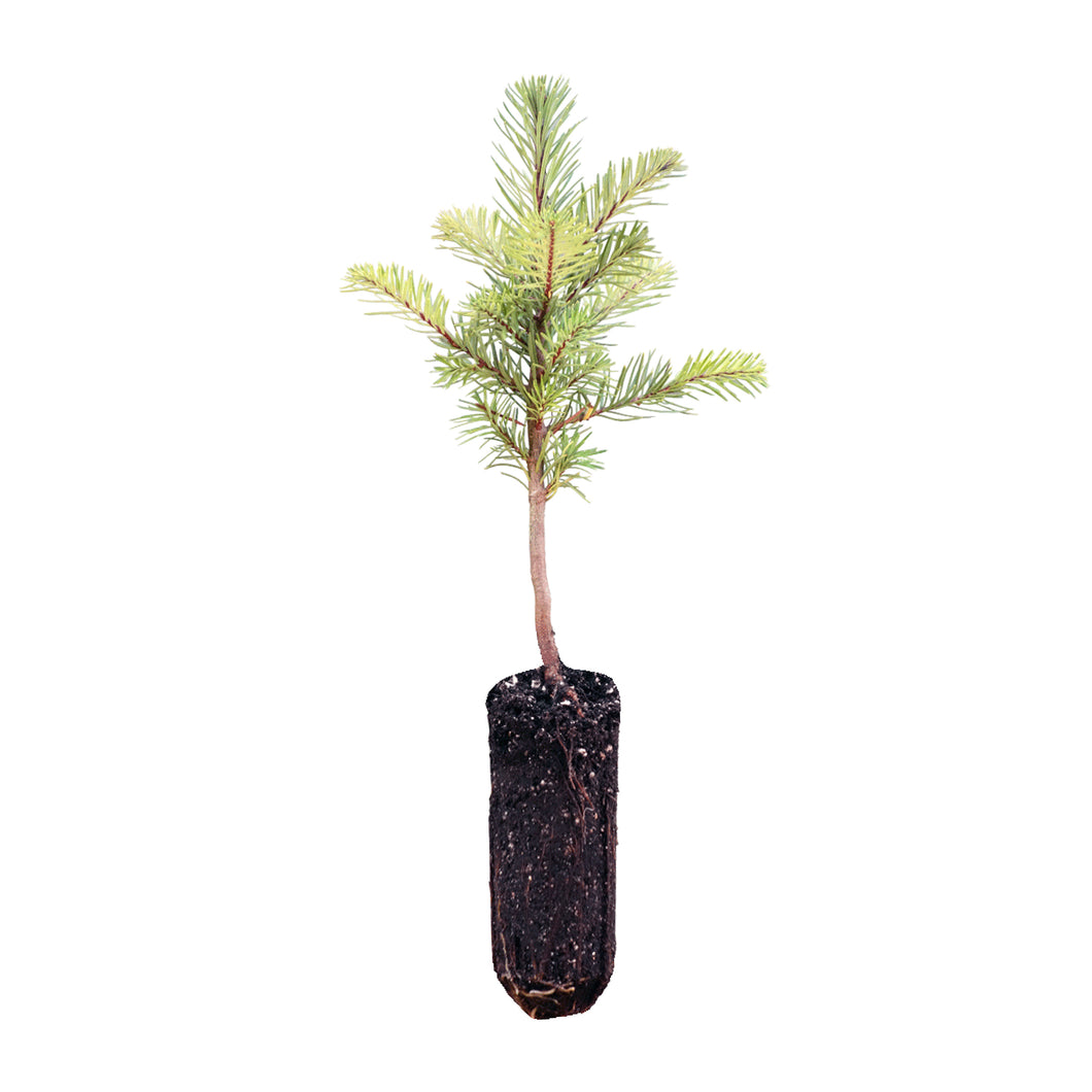 Noble Fir | Medium Tree Seedling