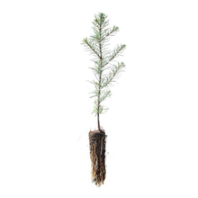Load image into Gallery viewer, Noble Fir | Small Tree Seedling | The Jonsteen Company