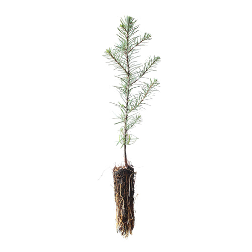 Noble Fir | Small Tree Seedling | The Jonsteen Company