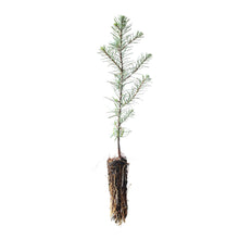 Load image into Gallery viewer, Noble Fir | Lot of 30 Tree Seedlings | The Jonsteen Company