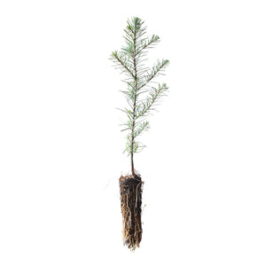 Noble Fir | Lot of 30 Tree Seedlings | The Jonsteen Company