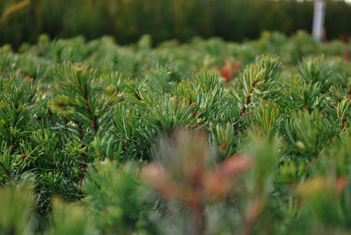 Noble Fir | Lot of 30 Tree Seedlings | The Jonsteen Company