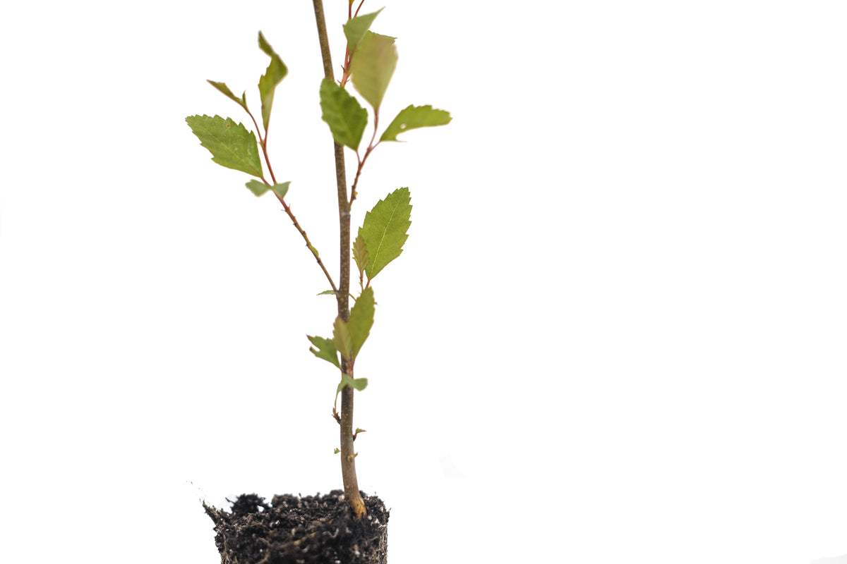 River Birch | Medium Tree Seedling – The Jonsteen Company