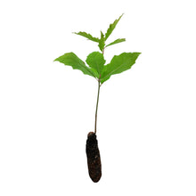 Load image into Gallery viewer, Northern Red Oak | Medium Tree Seedling | The Jonsteen Company