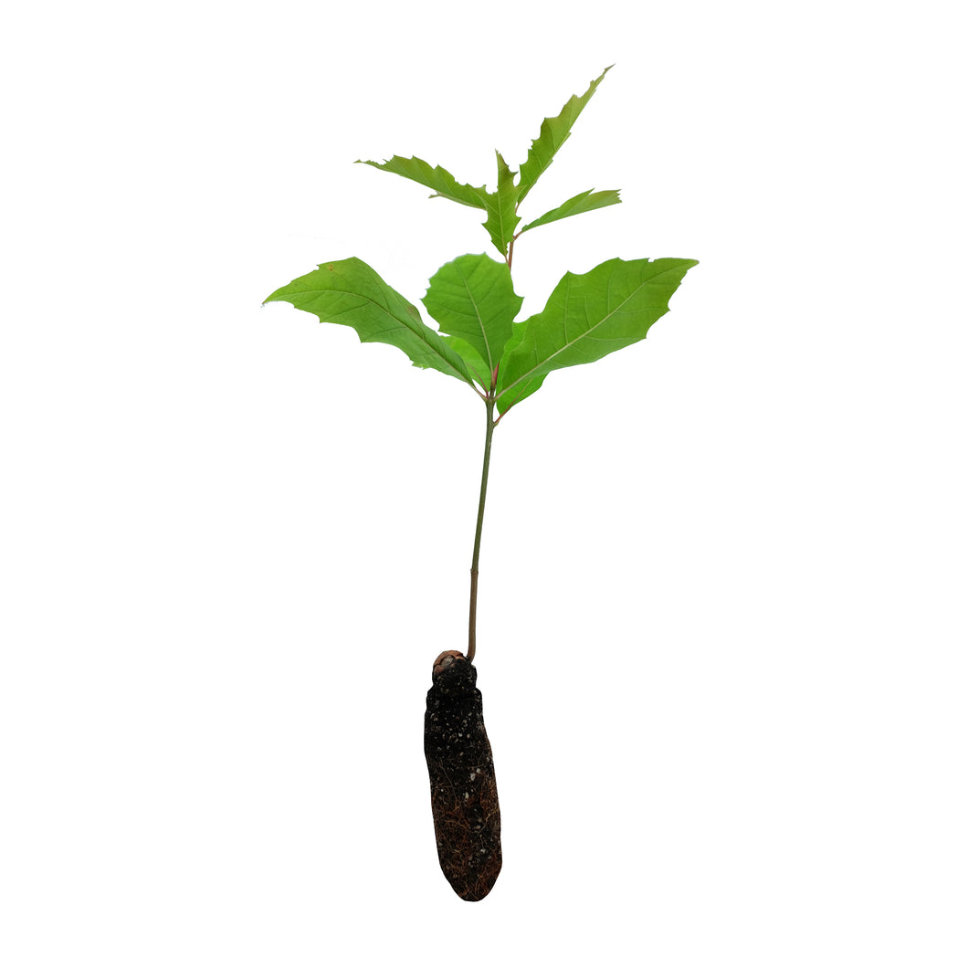 Northern Red Oak | Medium Tree Seedling | The Jonsteen Company