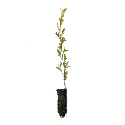 River Birch | Medium Tree Seedling | The Jonsteen Company