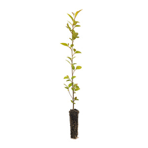 River Birch | Small Tree Seedling | The Jonsteen Company