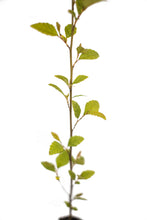 Load image into Gallery viewer, River Birch | Small Tree Seedling | The Jonsteen Company