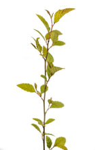 Load image into Gallery viewer, River Birch | Small Tree Seedling | The Jonsteen Company