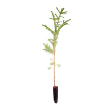 Load image into Gallery viewer, Norway Spruce | Medium Tree Seedling | The Jonsteen Company