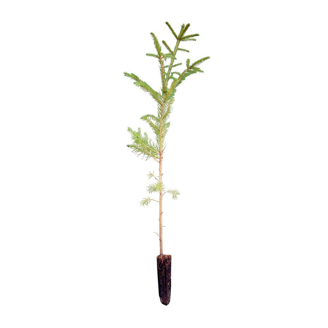 Norway Spruce | Medium Tree Seedling | The Jonsteen Company