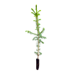 Norway Spruce | Nursery Lot of 30 Tree Seedlings | The Jonsteen Company