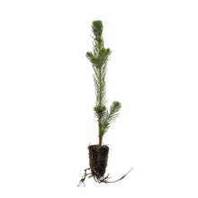 Load image into Gallery viewer, Norway Spruce | Small Tree Seedling | The Jonsteen Company