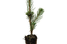 Load image into Gallery viewer, Norway Spruce | Small Tree Seedling | The Jonsteen Company