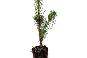 Norway Spruce | Small Tree Seedling | The Jonsteen Company