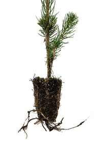 Norway Spruce | Small Tree Seedling | The Jonsteen Company