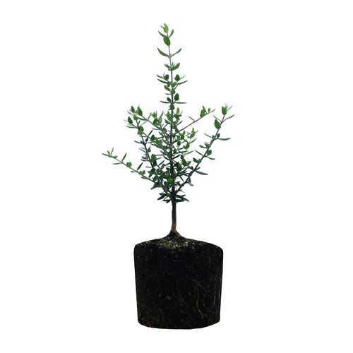 Olive Tree | Large Tree Seedling | The Jonsteen Company