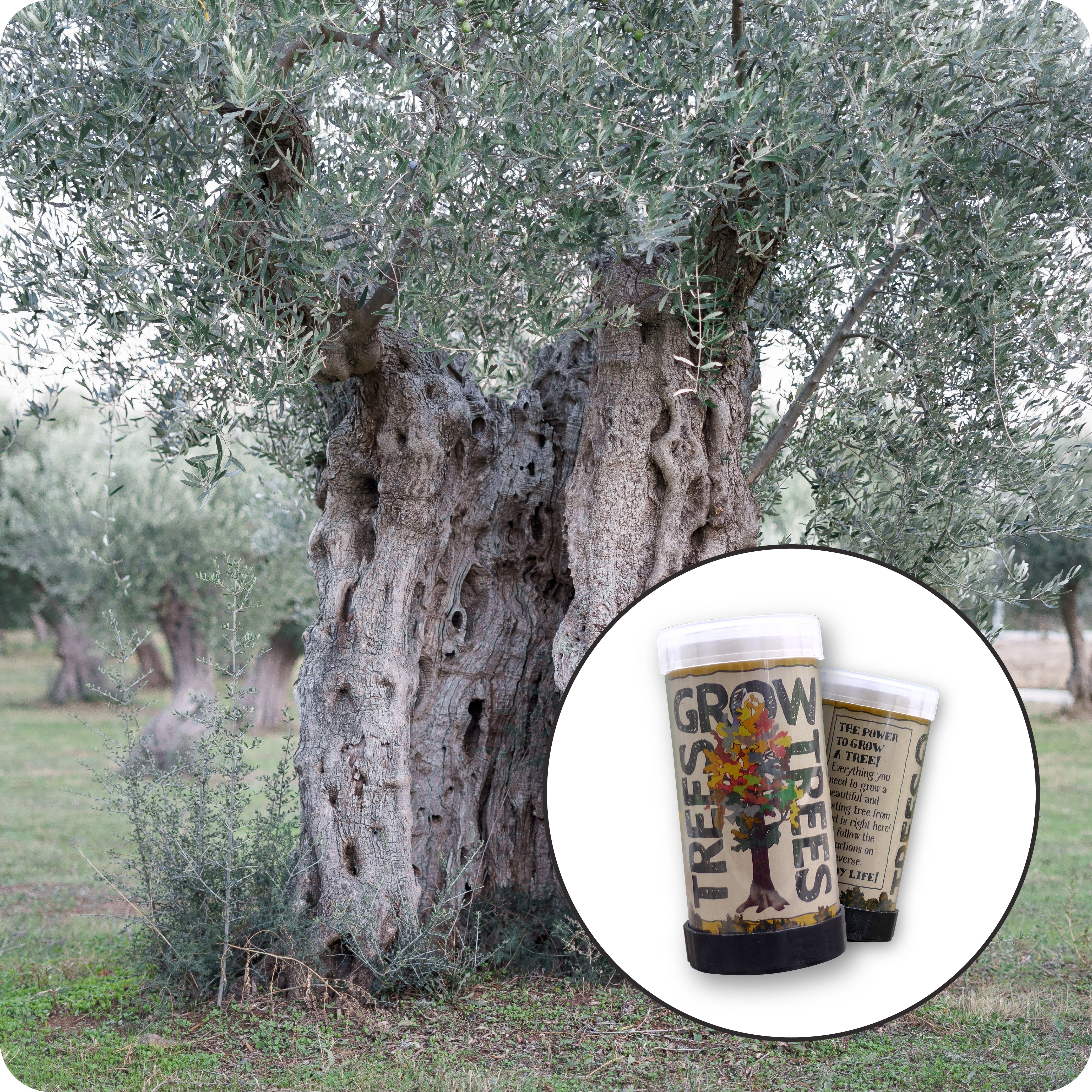 Olive Tree  Mini-Grow Kit –