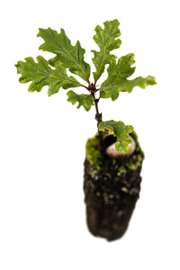 Oregon White Oak | Medium Tree Seedling | The Jonsteen Company