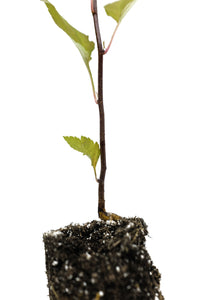 Pacific Crabapple | Medium Tree Seedling | The Jonsteen Company
