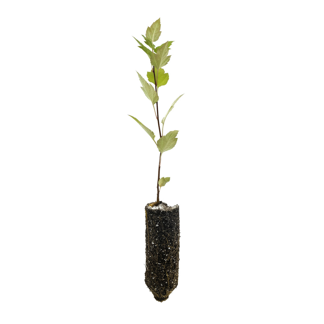 Pacific Crabapple | Medium Tree Seedling | The Jonsteen Company