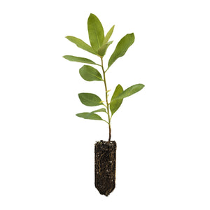 Pacific Madrone | Medium Tree Seedling | The Jonsteen Company