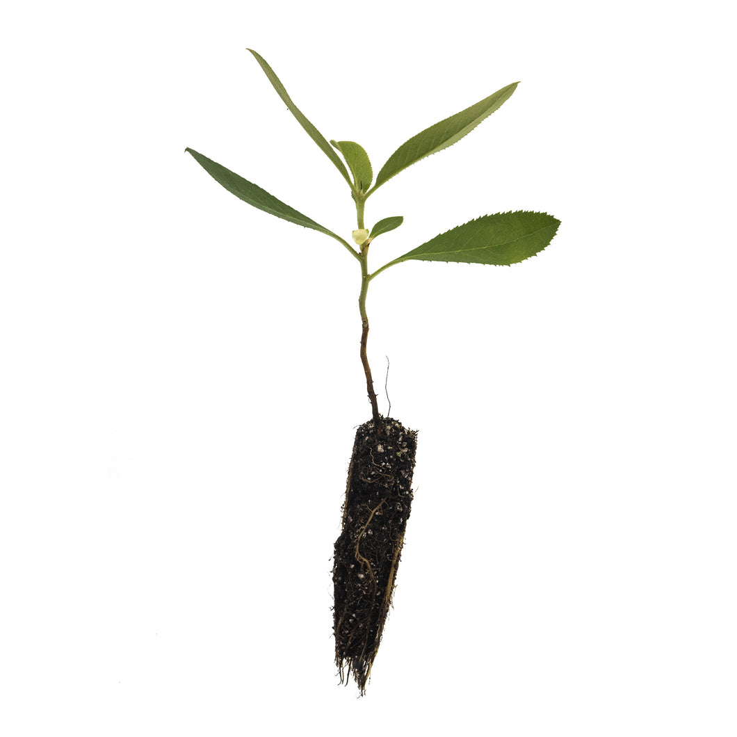 Pacific Madrone | Small Tree Seedling | The Jonsteen Company
