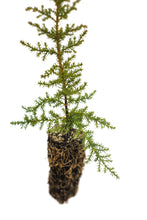 Load image into Gallery viewer, Pygmy Cypress | Medium Tree Seedling | The Jonsteen Company
