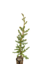 Load image into Gallery viewer, Pygmy Cypress | Small Tree Seedling | The Jonsteen Company
