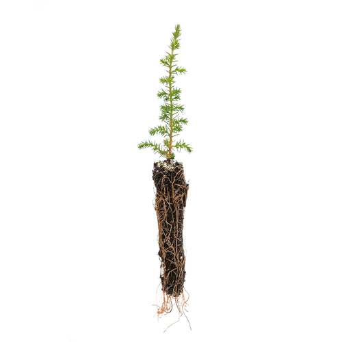 Pygmy Cypress | Small Tree Seedling | The Jonsteen Company