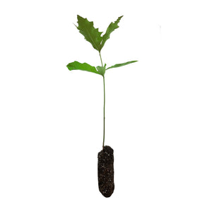 Pin Oak | Lot of 30 Tree Seedlings | The Jonsteen Company