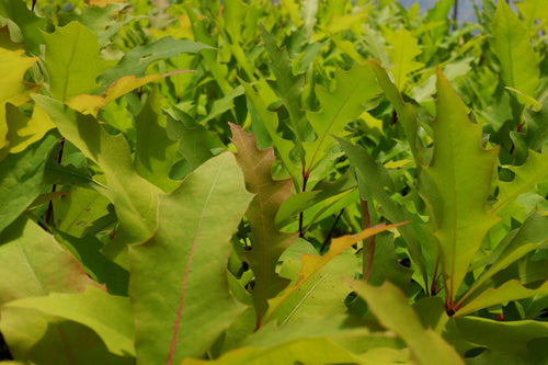 Pin Oak | Lot of 30 Tree Seedlings | The Jonsteen Company