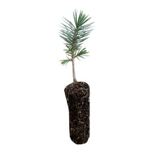 Load image into Gallery viewer, Piñon Pine | Medium Tree Seedling | The Jonsteen Company
