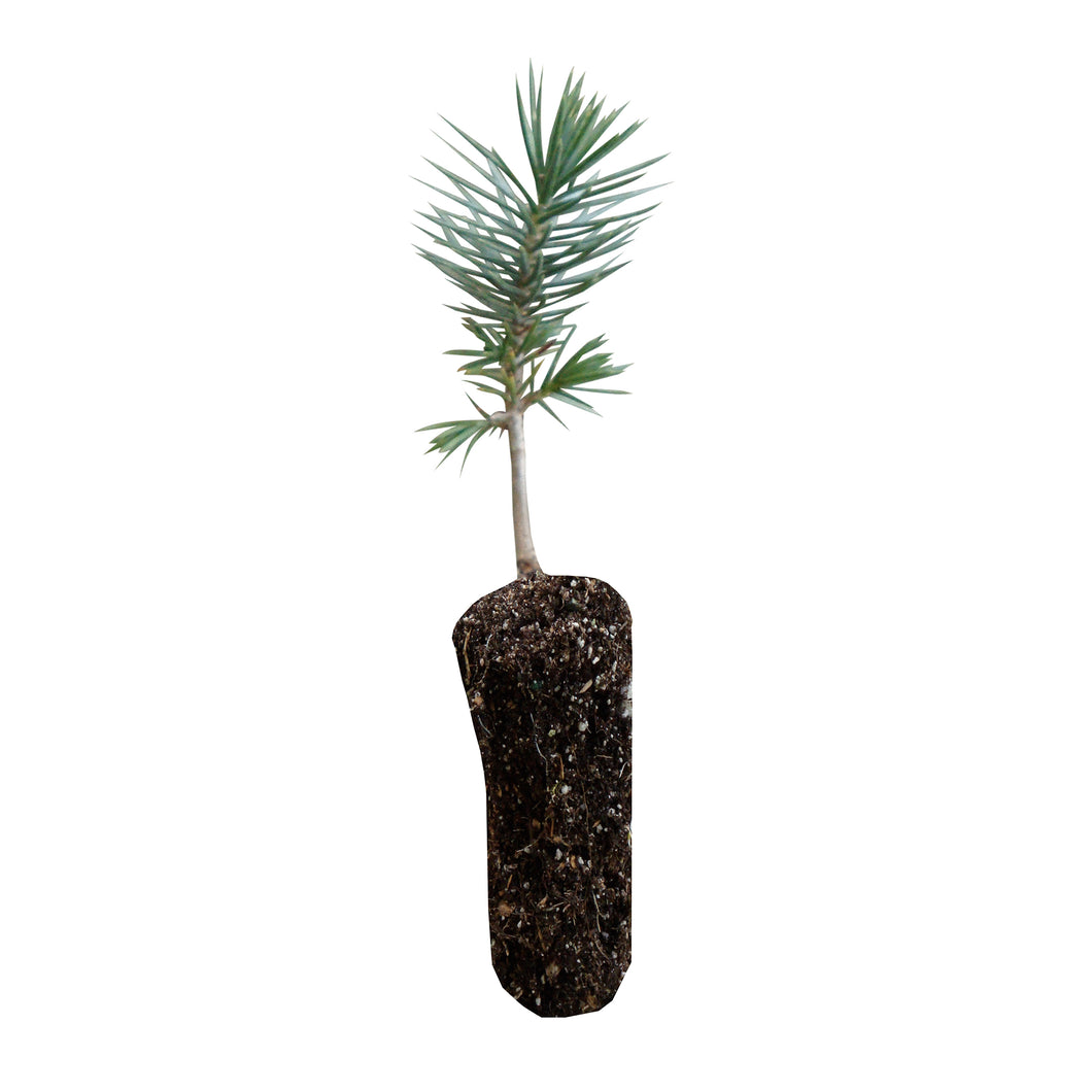 Piñon Pine | Medium Tree Seedling | The Jonsteen Company