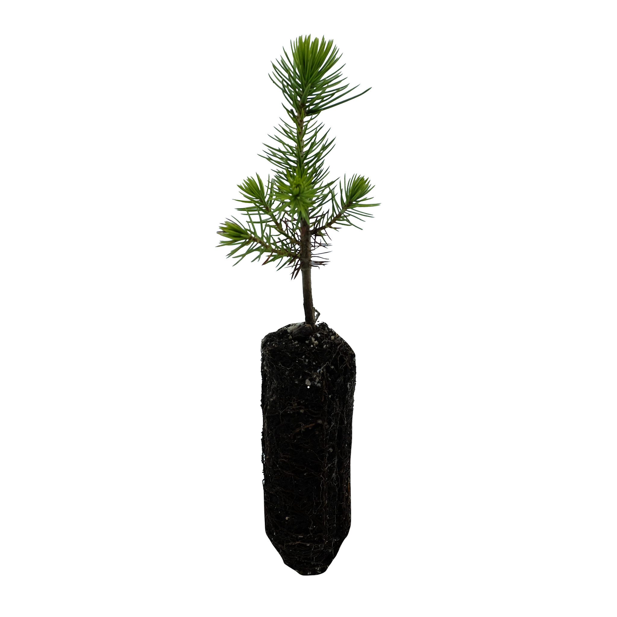 Piñon Pine | Pinus monophylla | Medium Tree Seedling – The Jonsteen Company