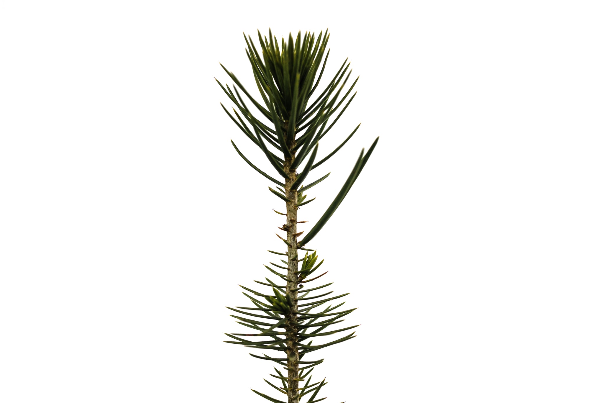 Piñon Pine | Pinus monophylla | Small Tree Seedling – The Jonsteen Company