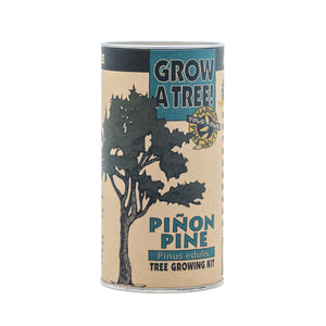 Piñon Pine | Seed Grow Kit