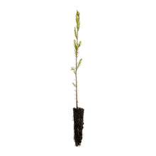 Load image into Gallery viewer, Pond Cypress | Small Tree Seedling | The Jonsteen Company