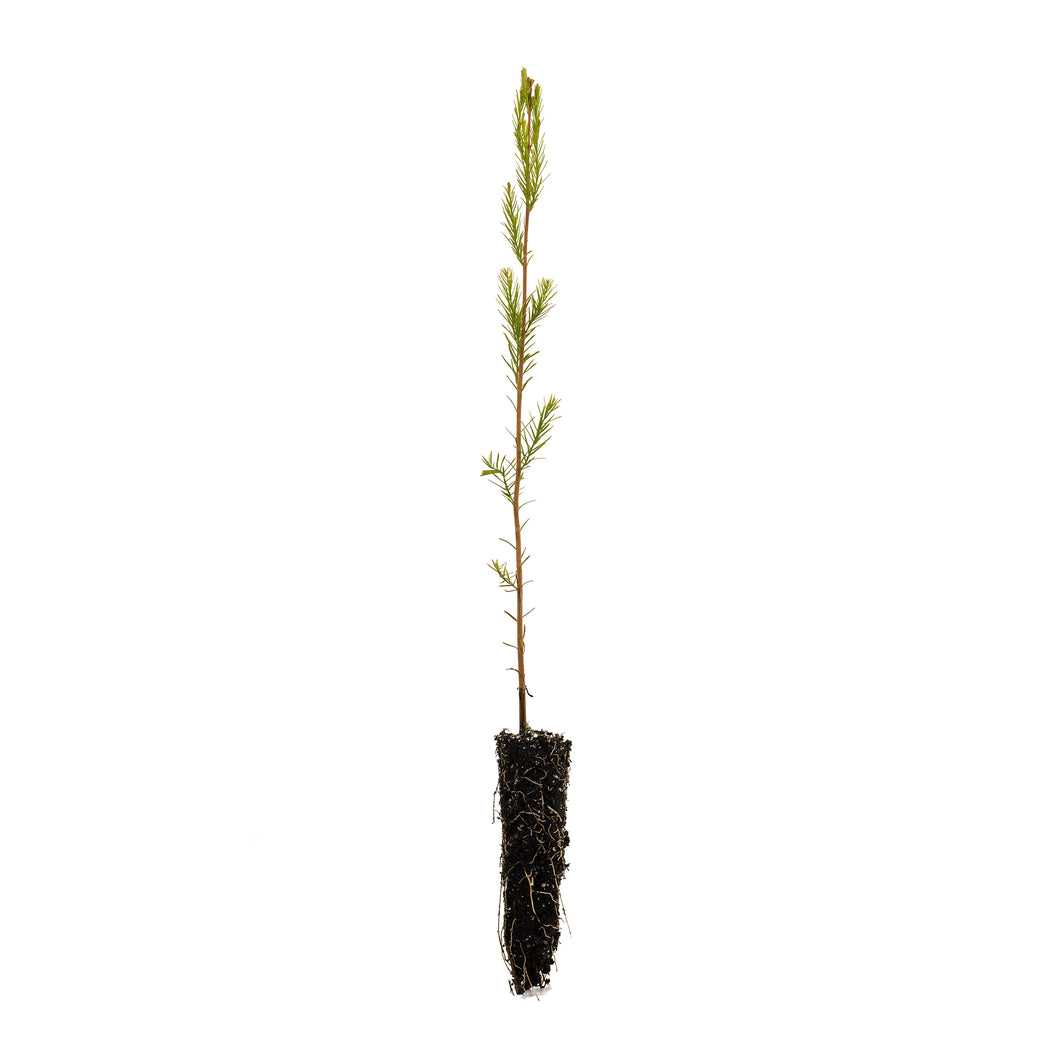 Pond Cypress | Small Tree Seedling | The Jonsteen Company