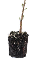 Load image into Gallery viewer, Pond Cypress | XL Tree Seedling | The Jonsteen Company