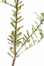 Load image into Gallery viewer, Pond Cypress | XL Tree Seedling | The Jonsteen Company