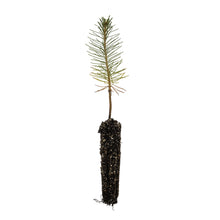Load image into Gallery viewer, Ponderosa Pine | Lot of 30 Tree Seedlings | The Jonsteen Company