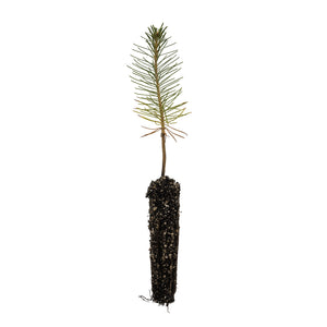 Ponderosa Pine | Lot of 30 Tree Seedlings | The Jonsteen Company