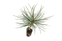 Load image into Gallery viewer, Ponderosa Pine | Medium Tree Seedling | The Jonsteen Company