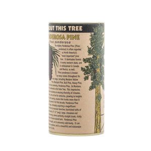 Ponderosa Pine | Seed Grow Kit | The Jonsteen Company
