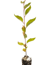 Load image into Gallery viewer, Yoshino Cherry | Small Tree Seedling | The Jonsteen Company