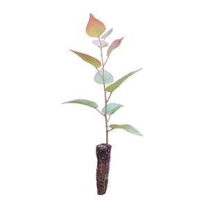 Quaking Aspen | Small Tree Seedling | The Jonsteen Company